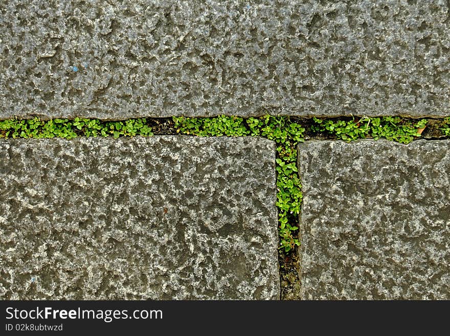 Closeup of pavement stones with sprouts of green grass