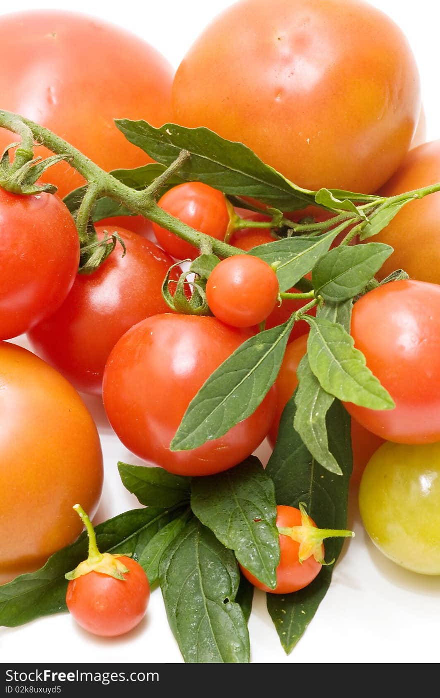 Fresh tomatoes on white background. Fresh tomatoes on white background