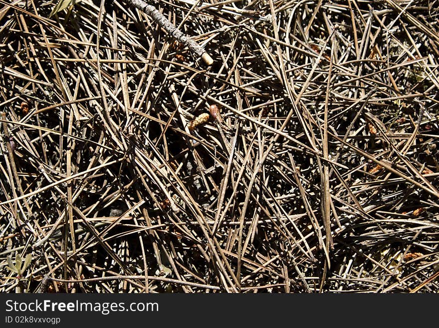 Many pine needles on the ground