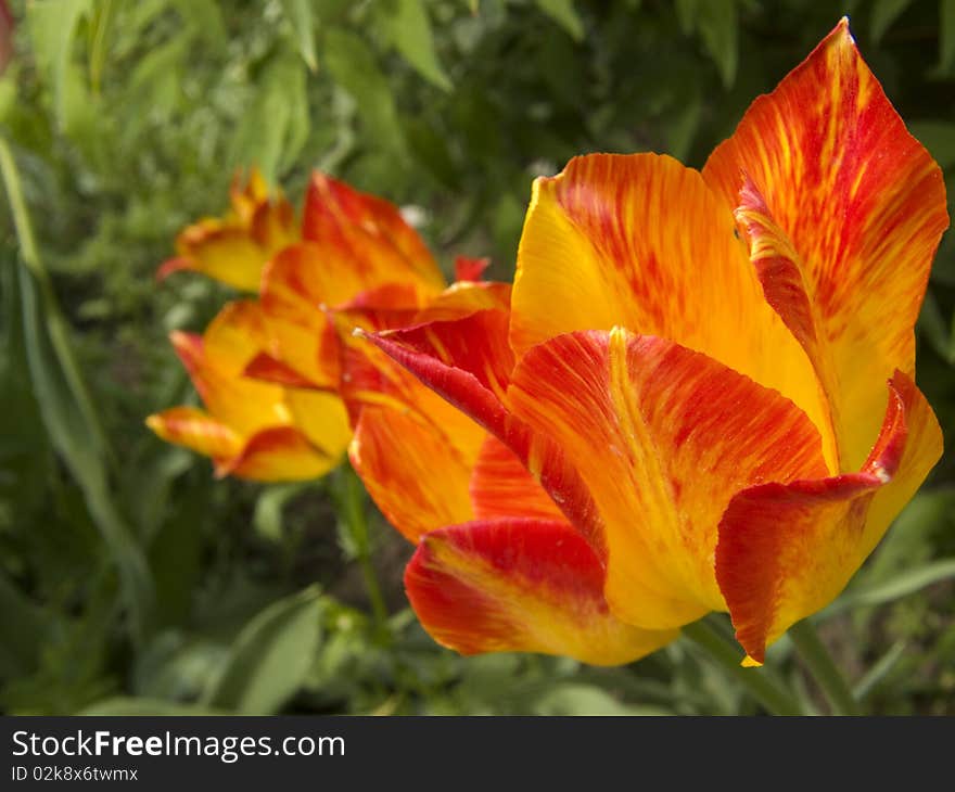 Red-yellow tulip