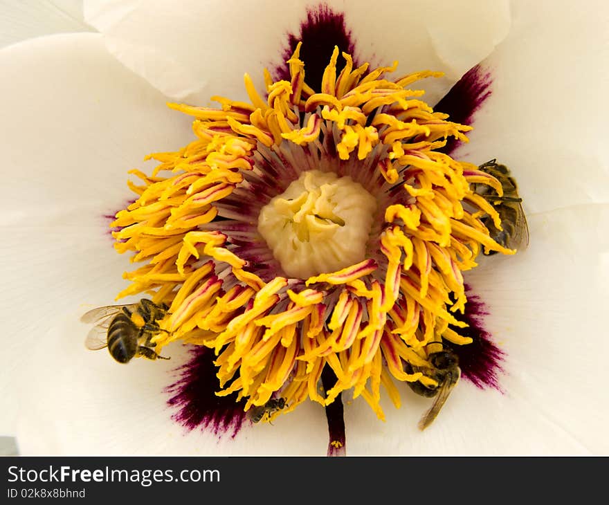 Treelike peony