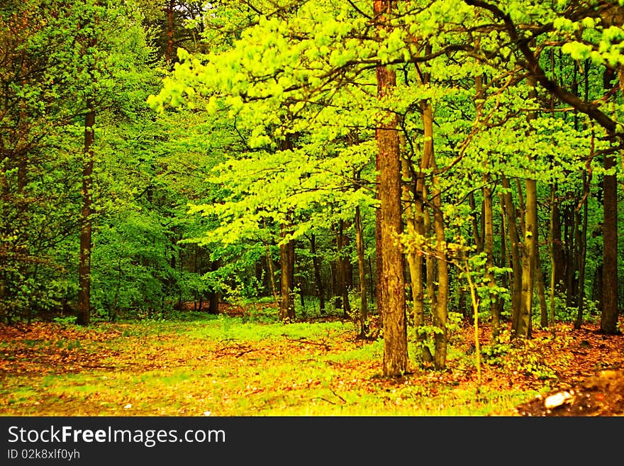 Spring landscape of young grey forest with bright blue sky. Spring landscape of young grey forest with bright blue sky