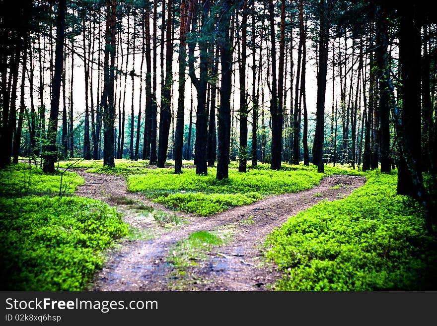 Spring landscape of young grey forest with bright blue sky. Spring landscape of young grey forest with bright blue sky