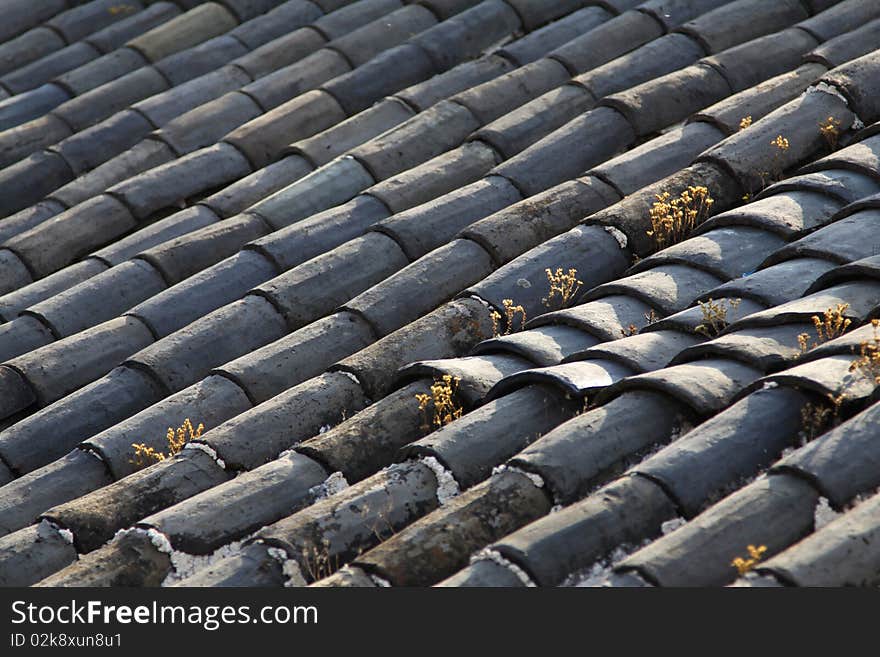 Grass comes out of old tiles in autumn. Grass comes out of old tiles in autumn