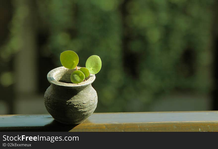 A lovely small flowerpot in sunlight