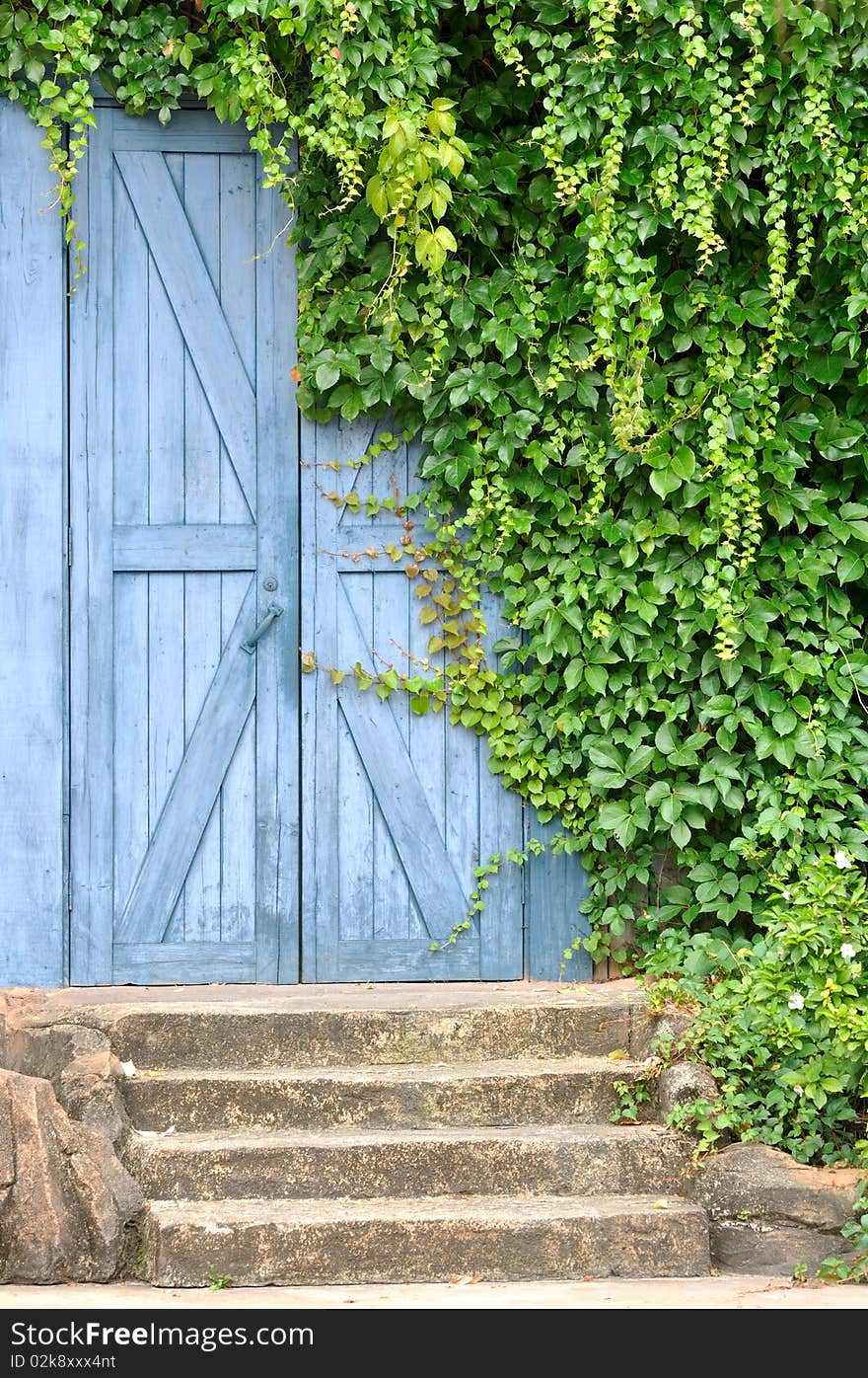 Garden door covered by liane plant