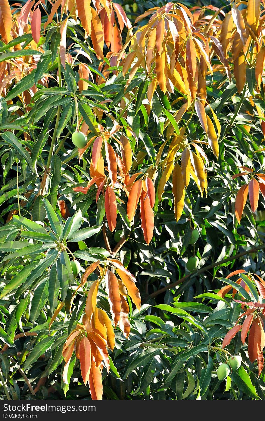 Leaves of lichee tree, in red and green color, under bright light shown as semitransparent. Leaves of lichee tree, in red and green color, under bright light shown as semitransparent.