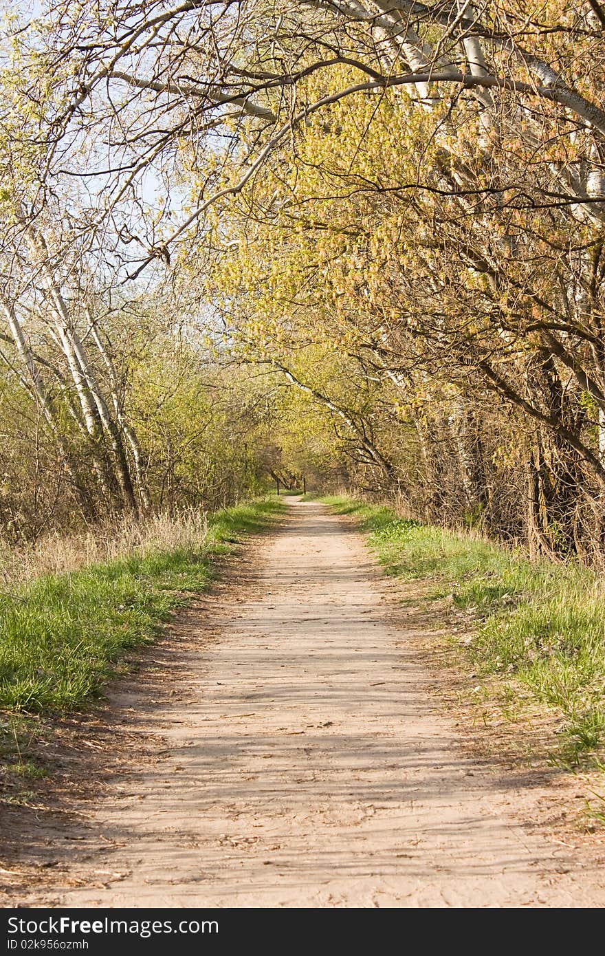 Forest walking path