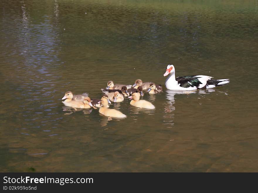 Supervised Swim