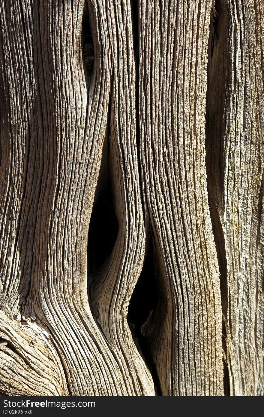 Tree trunk viewed up close from an old dried up tree in the desert. Tree trunk viewed up close from an old dried up tree in the desert