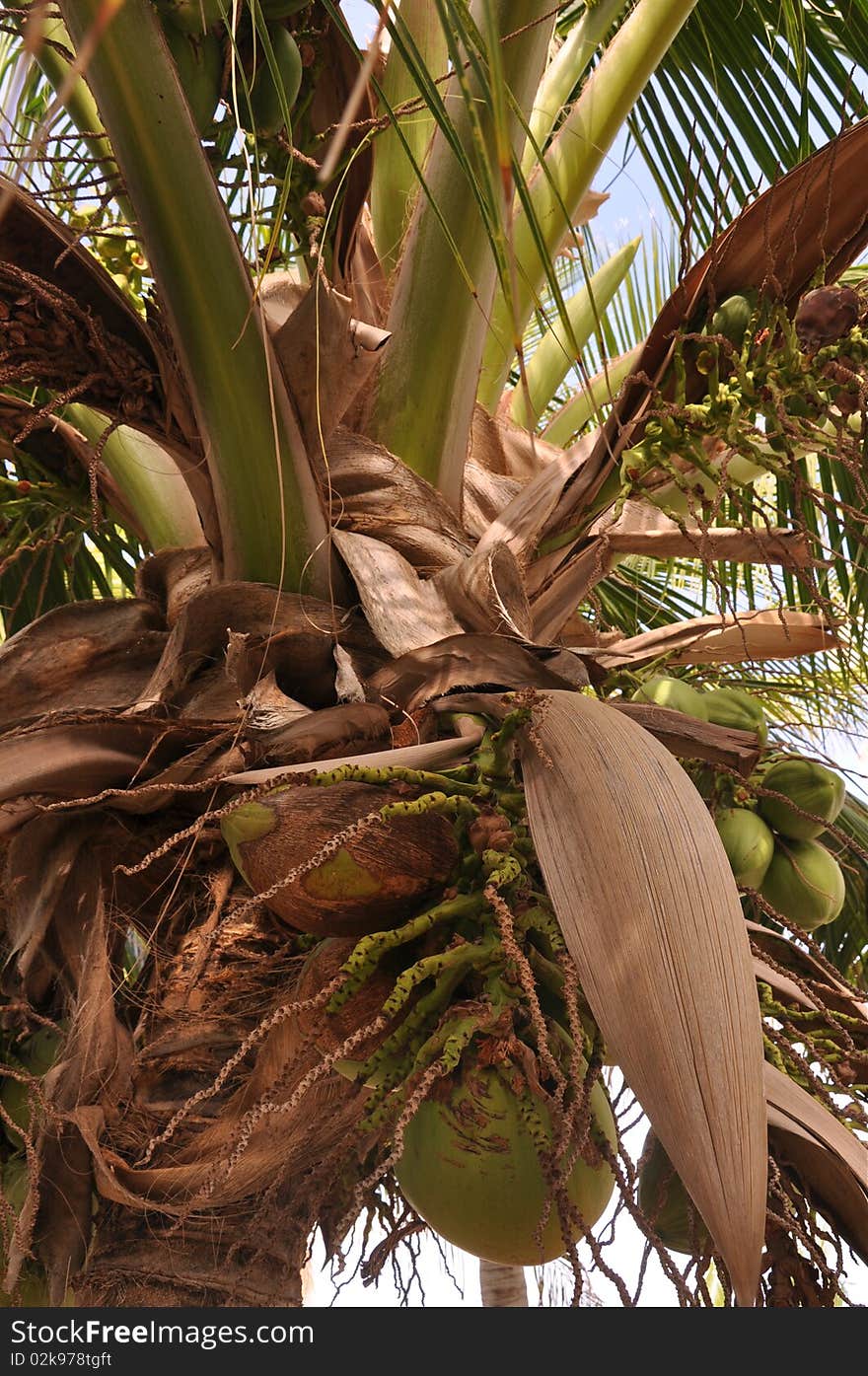 Coconuts in different stages of growth on palm tree close up. Coconuts in different stages of growth on palm tree close up