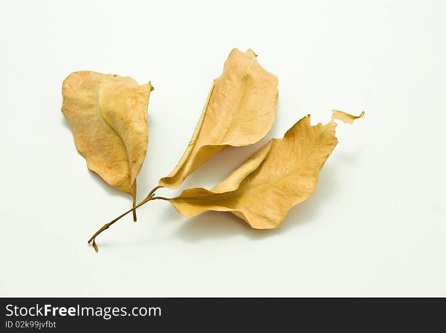 Dry leaf isolate from my studio