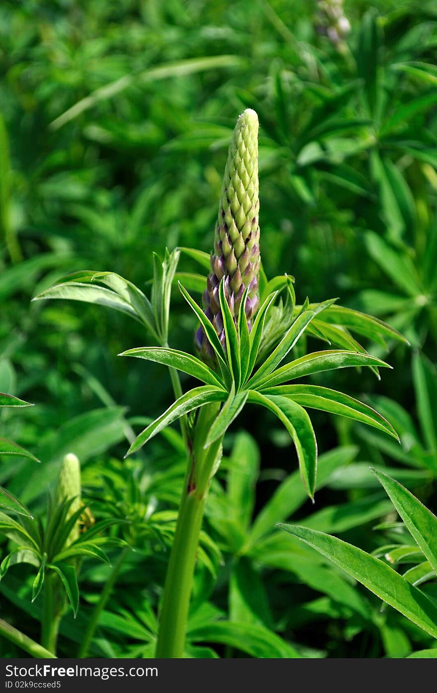 Bud Of Lupine