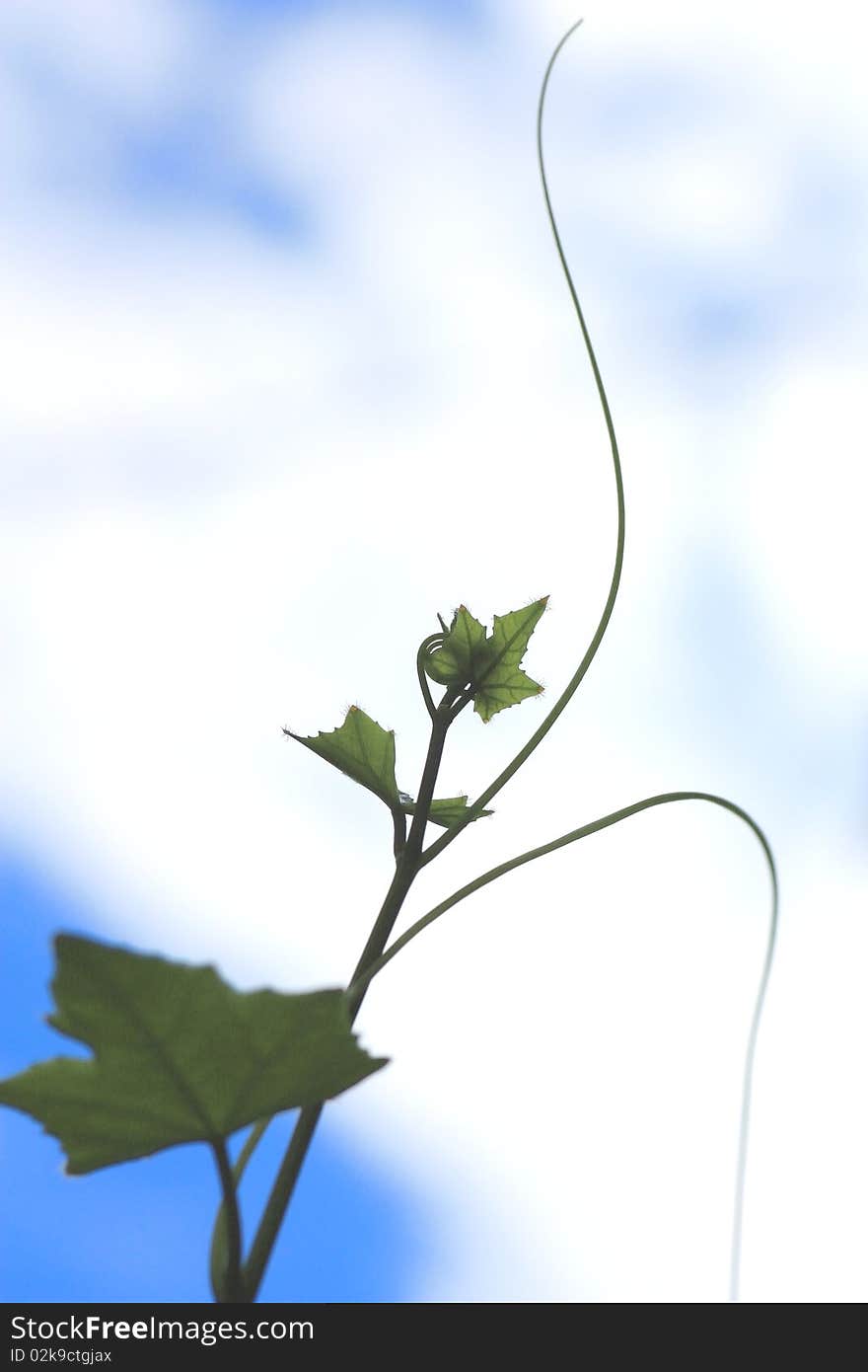 Vine Plant