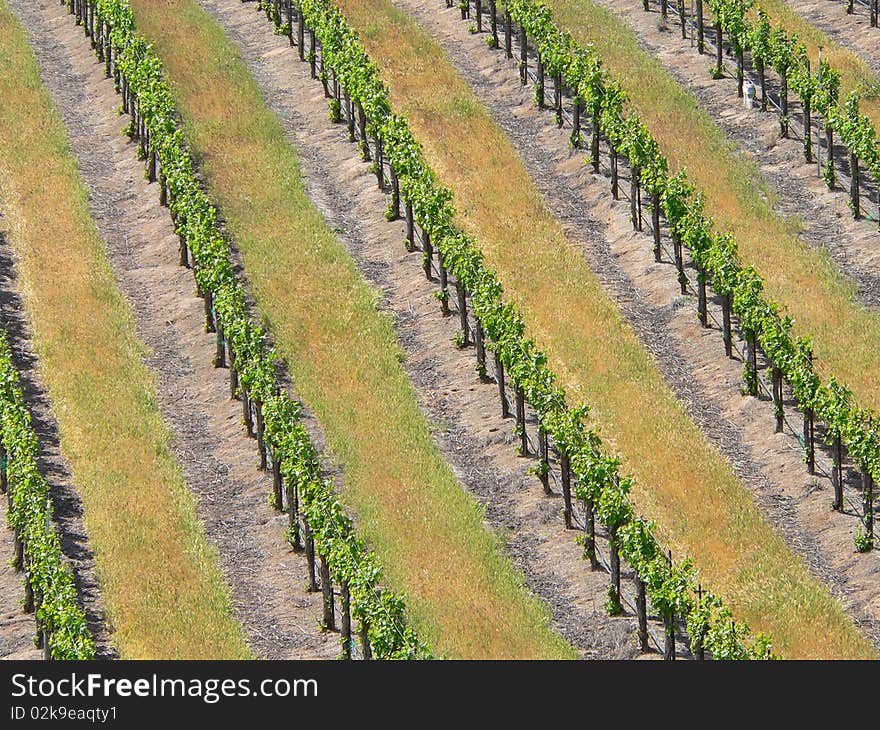 Grape Vines