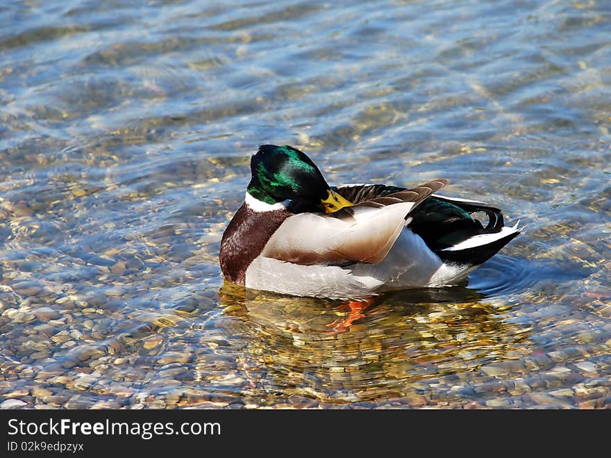 Male duck green head over transparent water. Male duck green head over transparent water