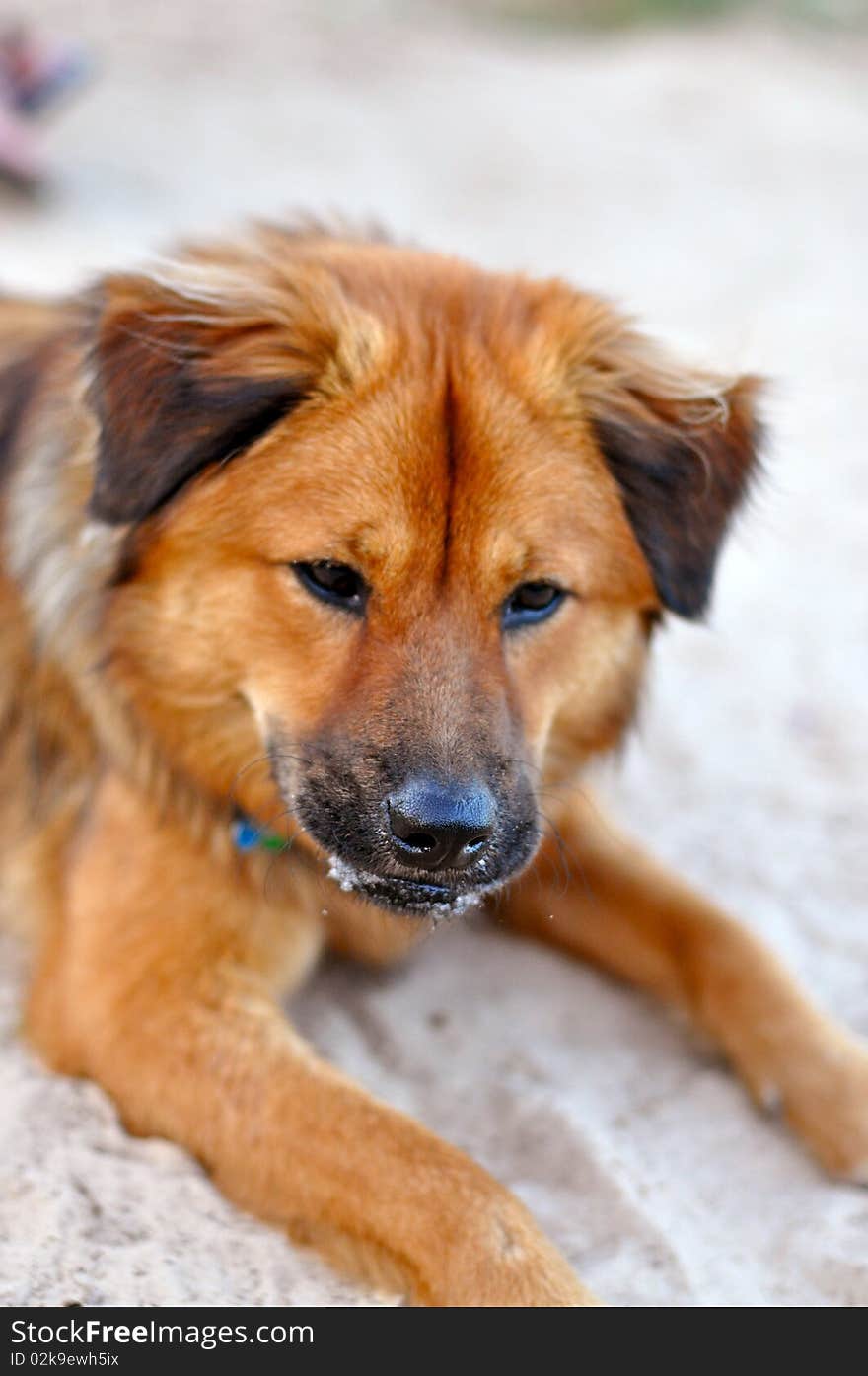 Playful Puppy Resting