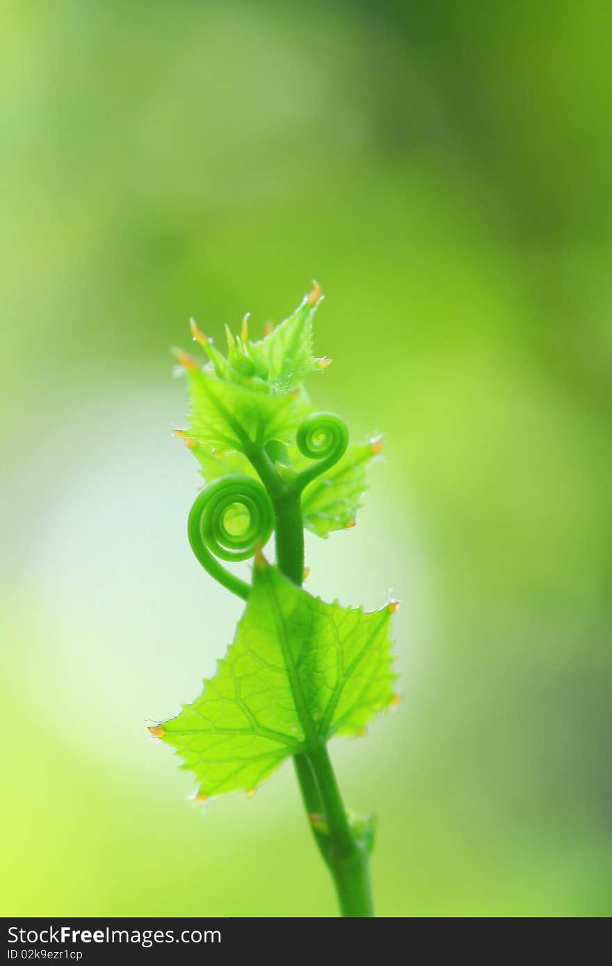 Vine plant