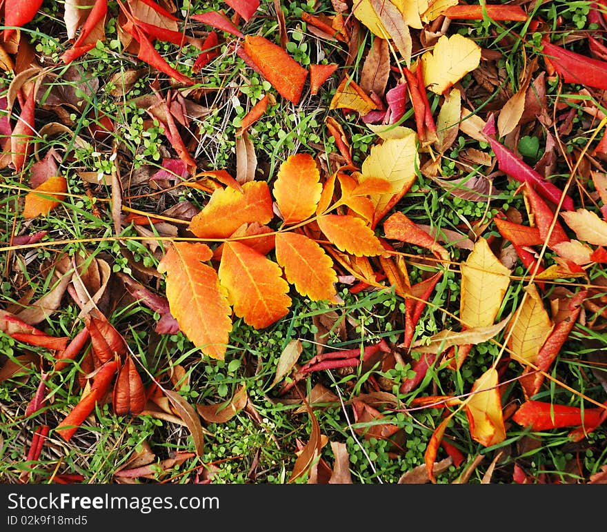 Autumn red and yellow leaves outdoor on earth. Autumn red and yellow leaves outdoor on earth