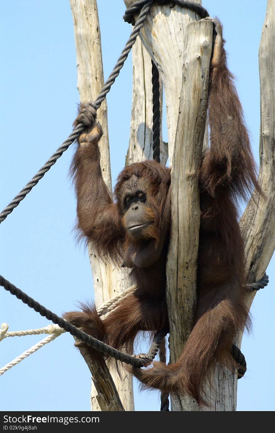 Orangutan sitting on a tree trunk in a zoo