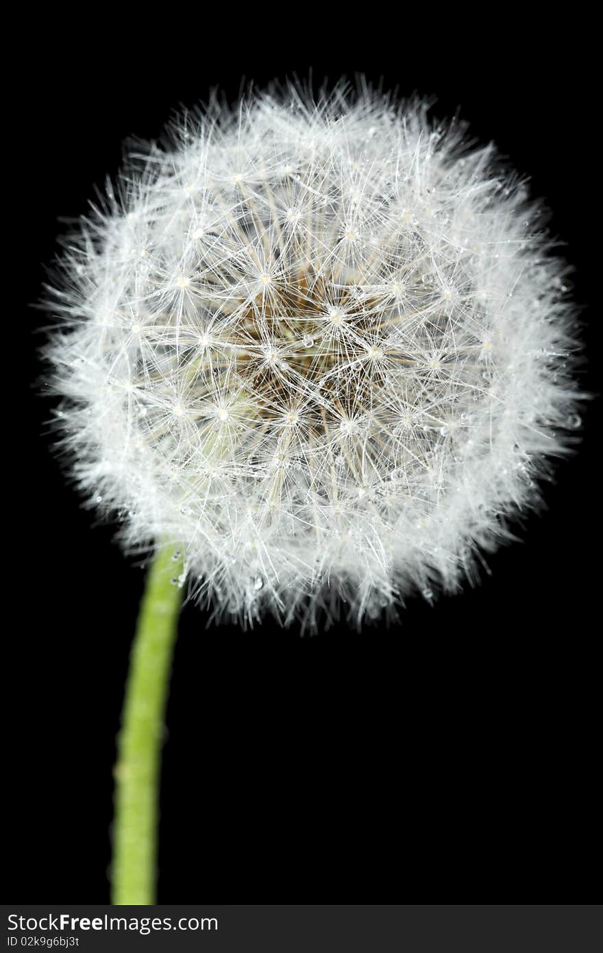 Blossoming dandelion, isolated on black