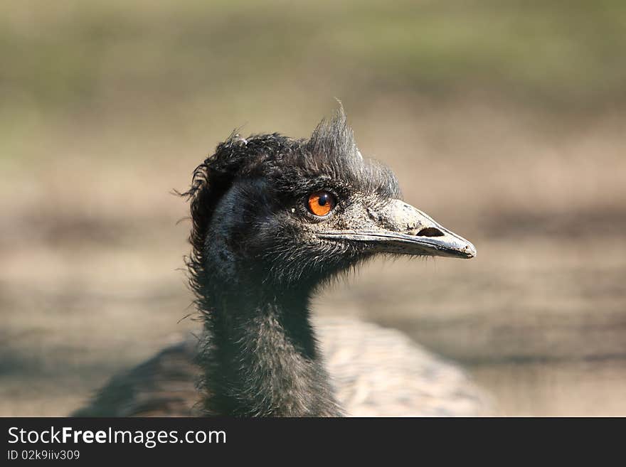 Close-up of a Emu's Head