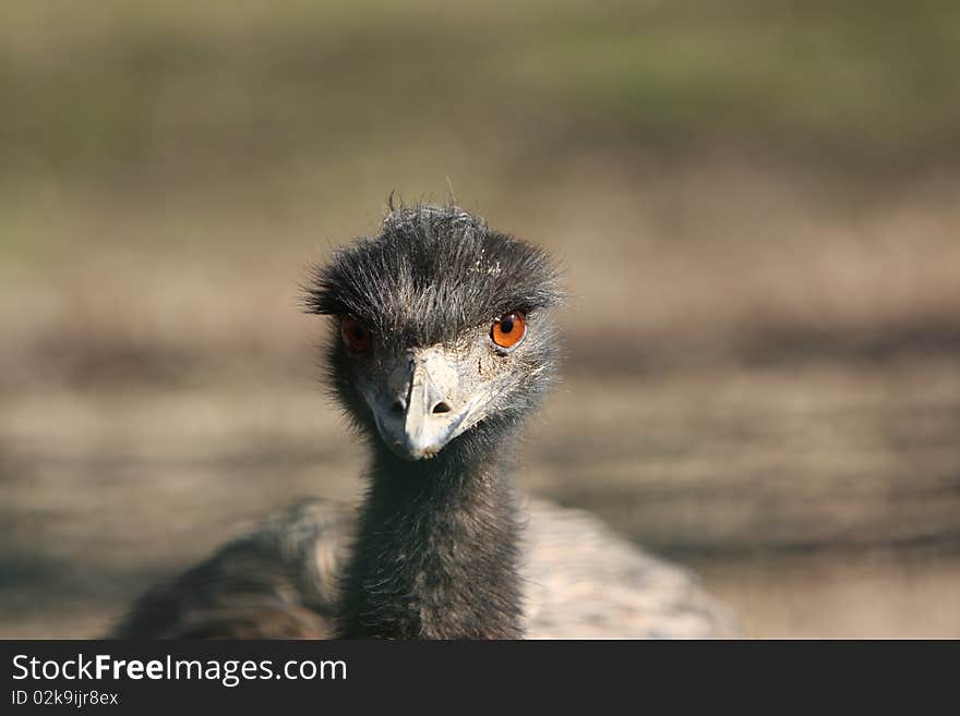 Close-up of a Emu's Head. Close-up of a Emu's Head