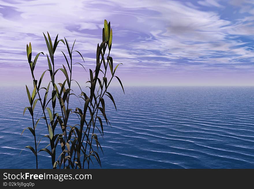 Bamboo And Sea