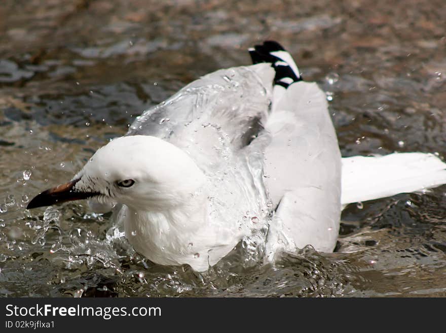 A seagull bathing in a fountain