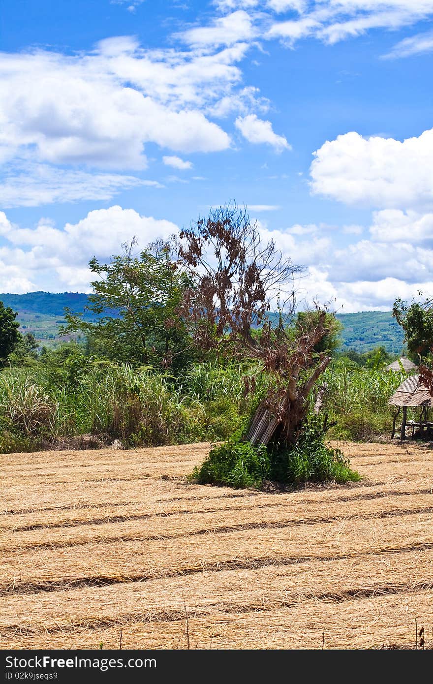 Tree And Farm