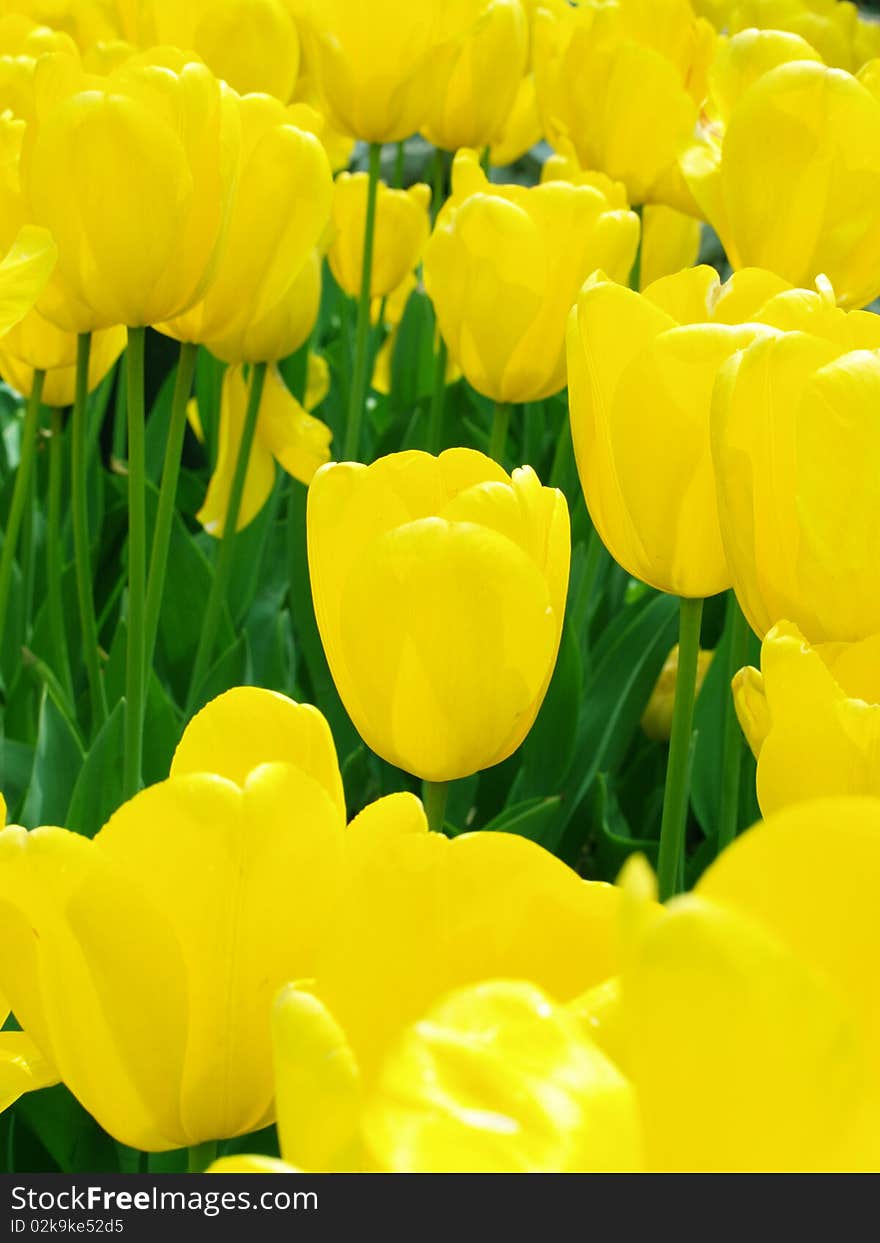 Yellow Tulips