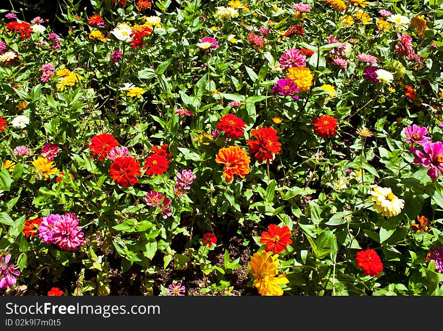 Colorful flower in garden is very fresh,various color. Colorful flower in garden is very fresh,various color