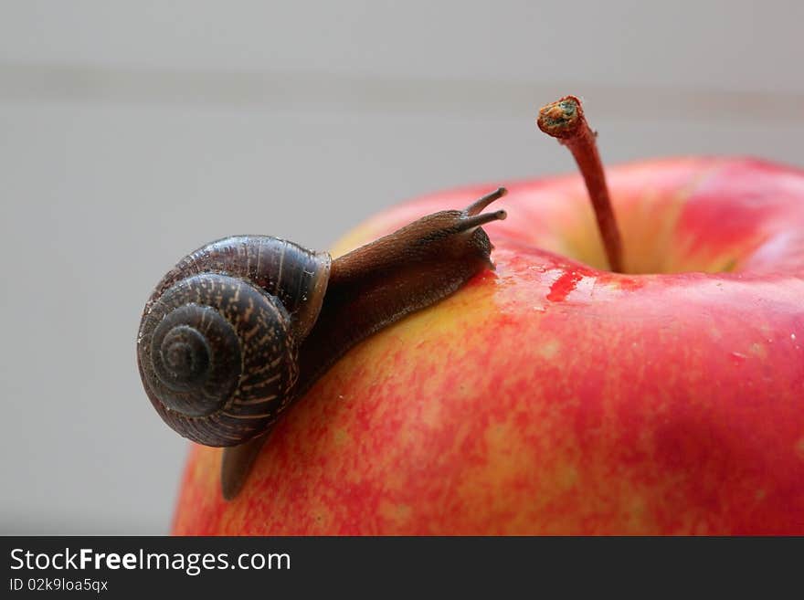 Photo of a snail with the short moustaches