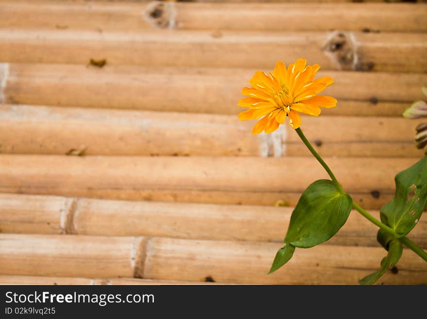 Yellow Flower