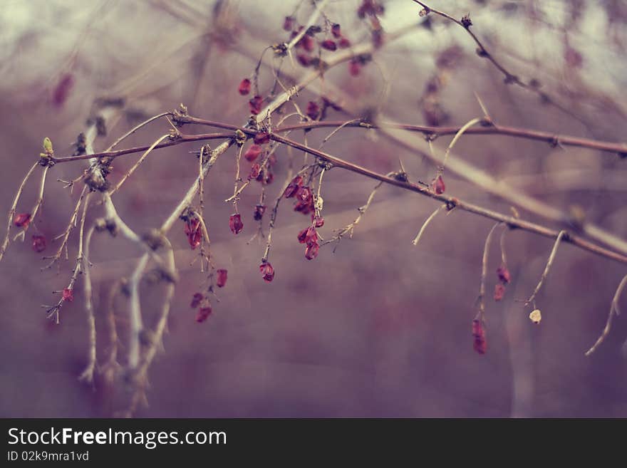 Bunch of red berries on beautiful brown background.