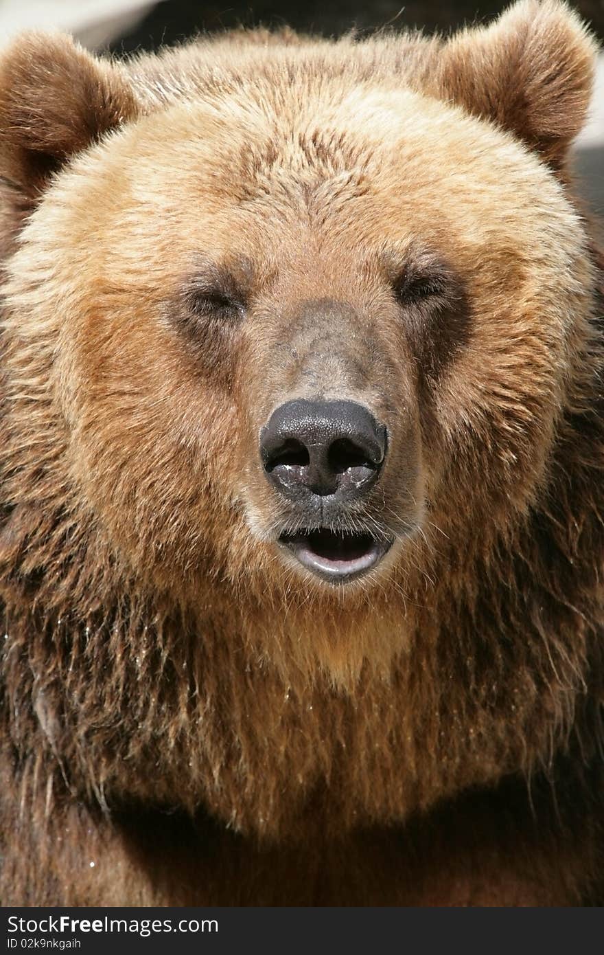 Portrait of a bear