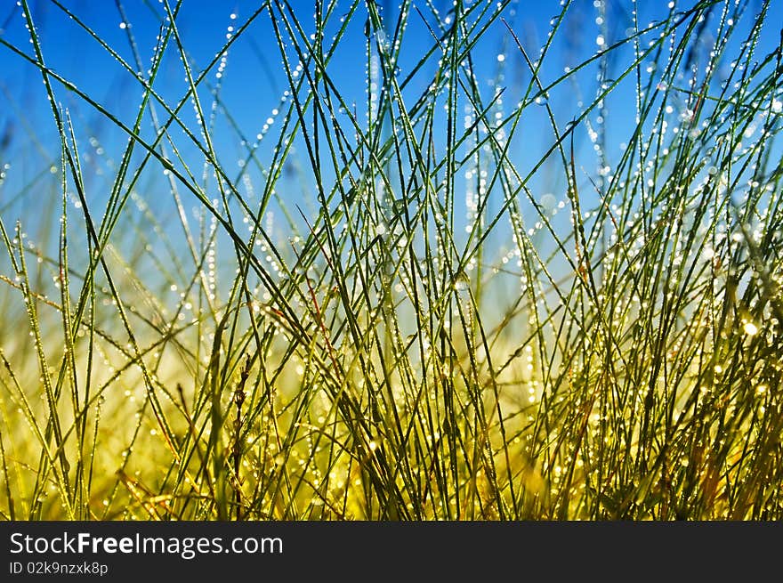 Fresh green springtime grass under the blue sky