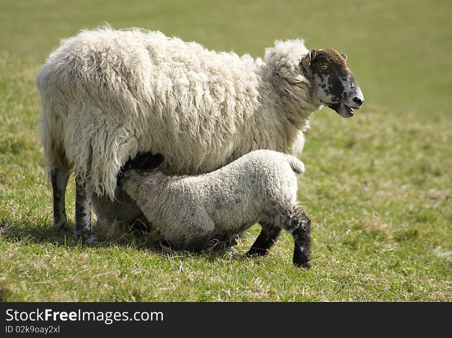 Baby lamb feeding