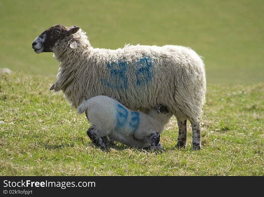 A lamb takes milk from its mother in this English rural scene. A lamb takes milk from its mother in this English rural scene