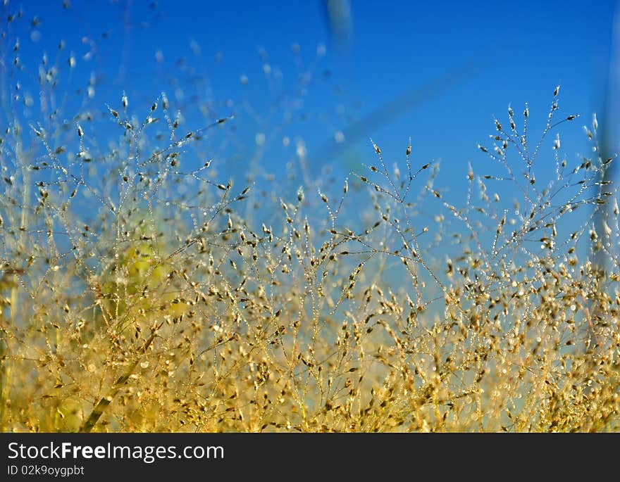 Fresh green springtime grass under the blue sky. Fresh green springtime grass under the blue sky