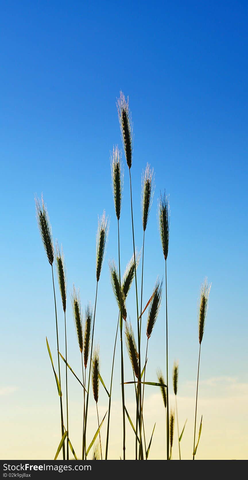 Elegant wild summer grass under the blue sky. Elegant wild summer grass under the blue sky