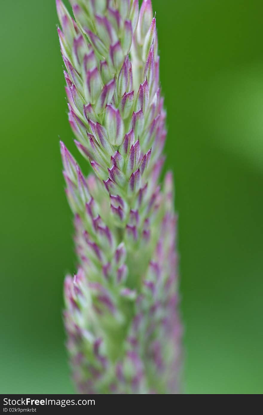 Single Blade Of Grass