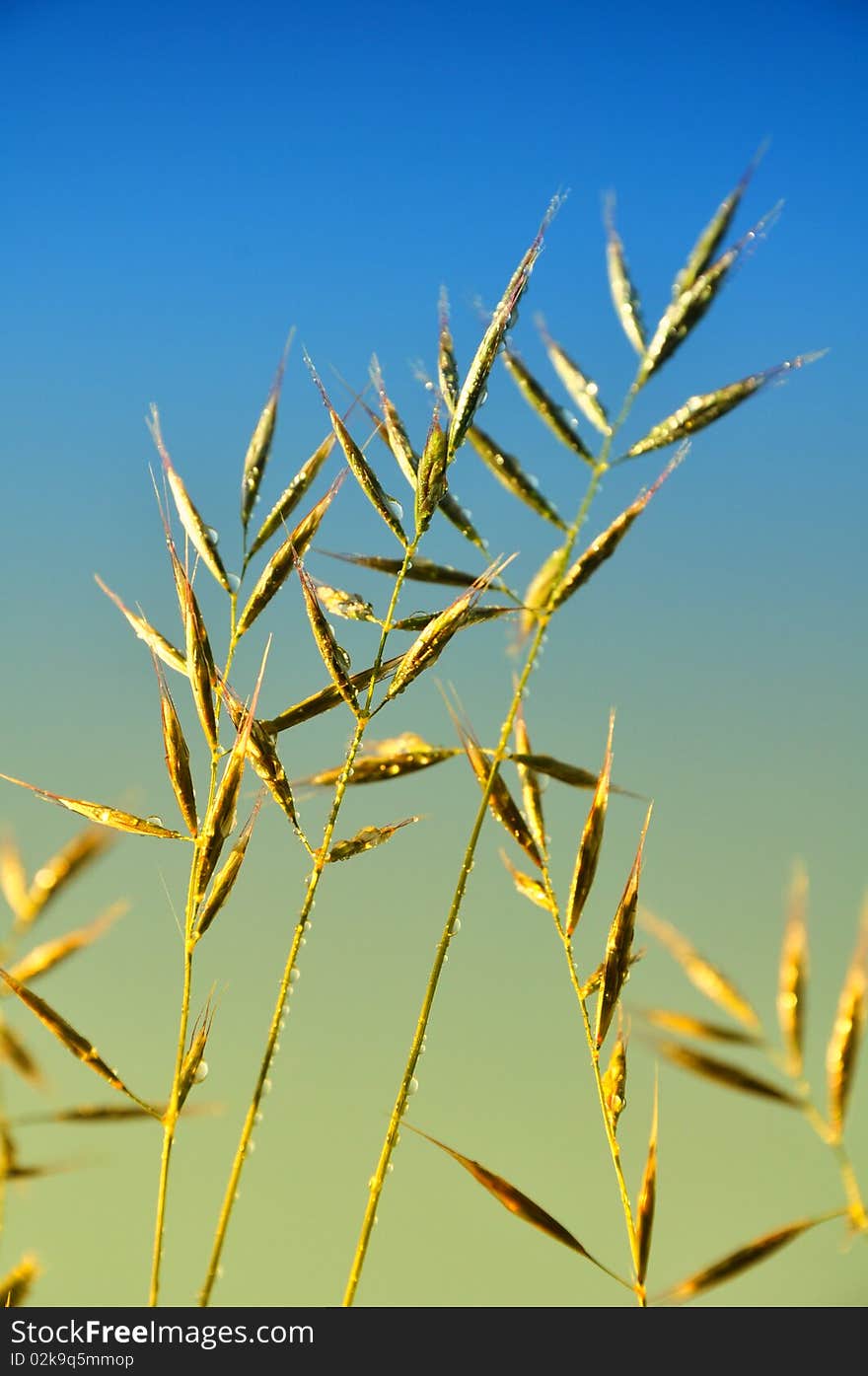 Fresh green summer grass under the blue sky