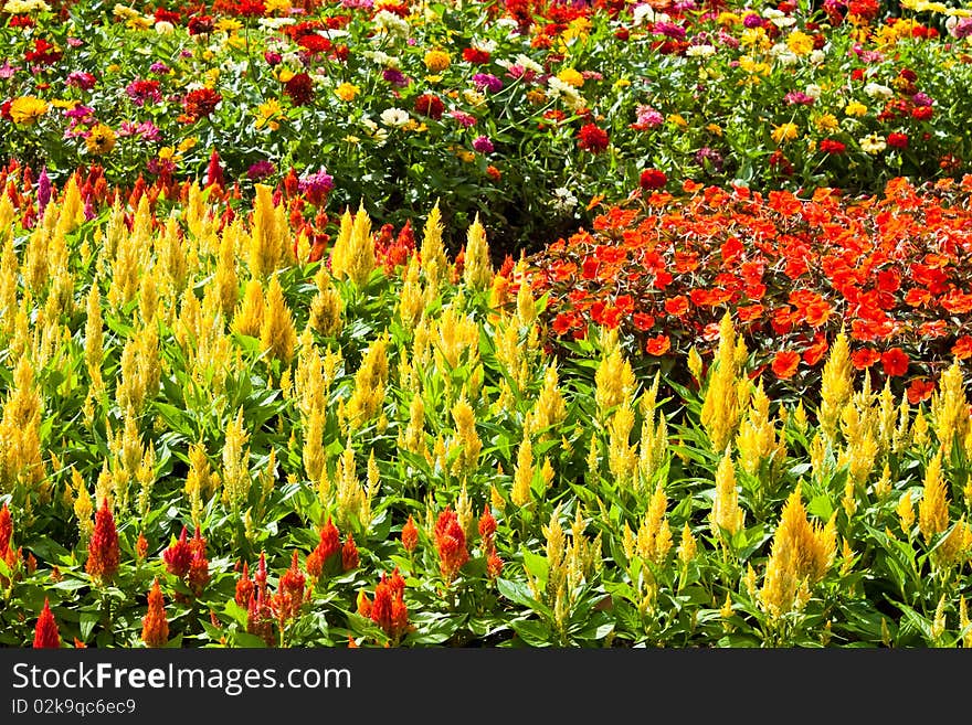 Take from Mae Fah Luang Garden,locate on Doi Tung,Thailand. Take from Mae Fah Luang Garden,locate on Doi Tung,Thailand