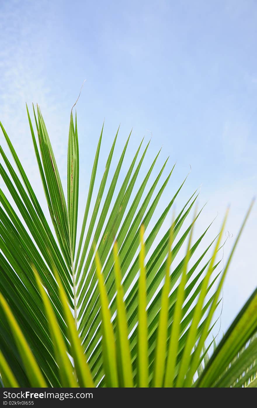 Coconut leaves against bright summer sky. Coconut leaves against bright summer sky