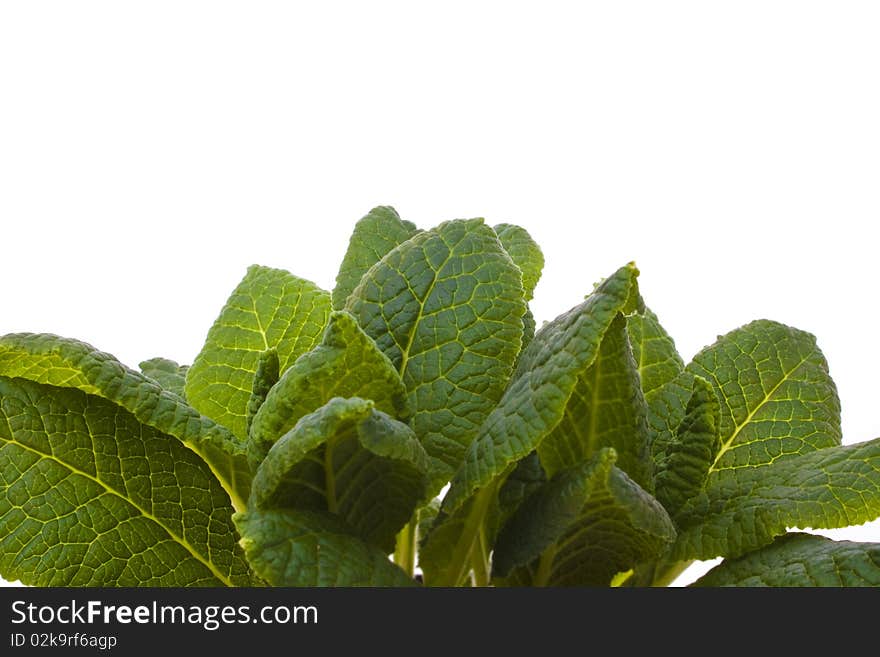 Green leaves isolated on white