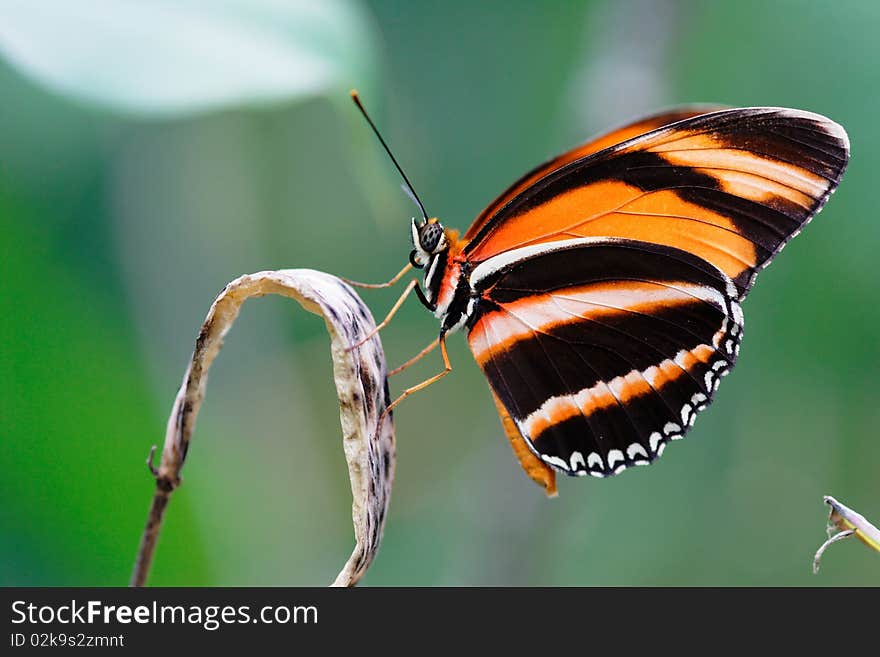 Appealing butterfly on a plant