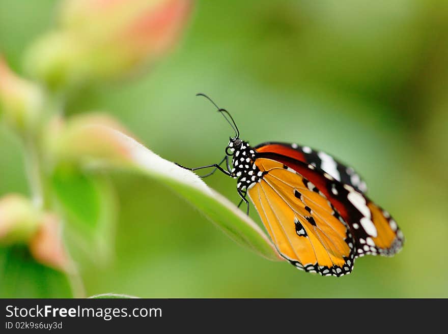 Appealing butterfly on the flower