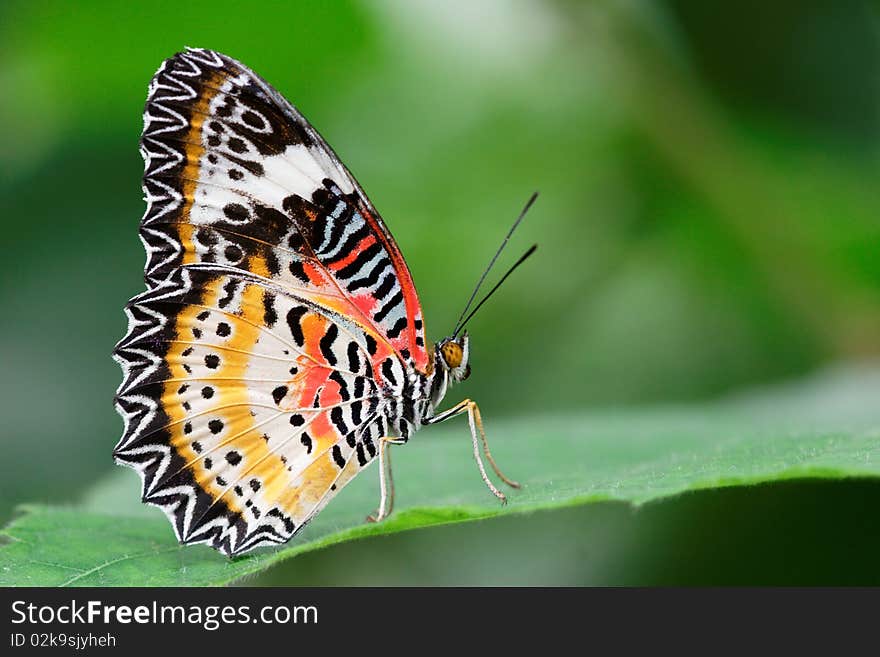 Beautiful butterfly on a leaf. Photograph in a greenhouse. Beautiful butterfly on a leaf. Photograph in a greenhouse