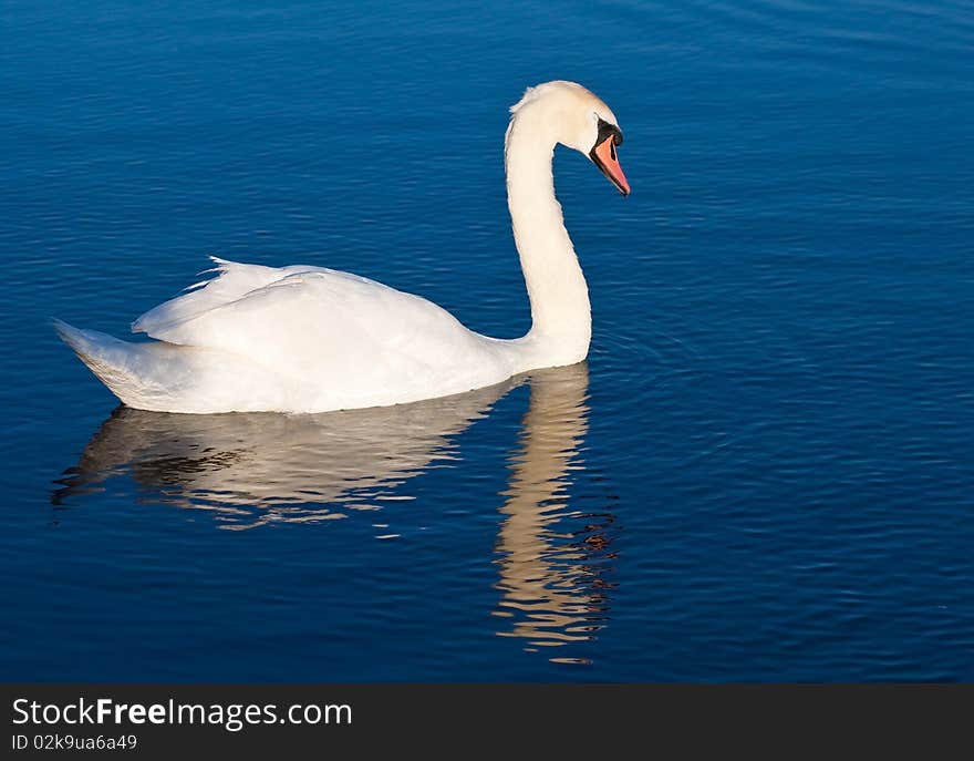 Swan with reflections on a clear blue lake